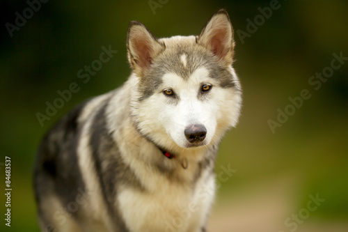 Alaskan Malamute Dog