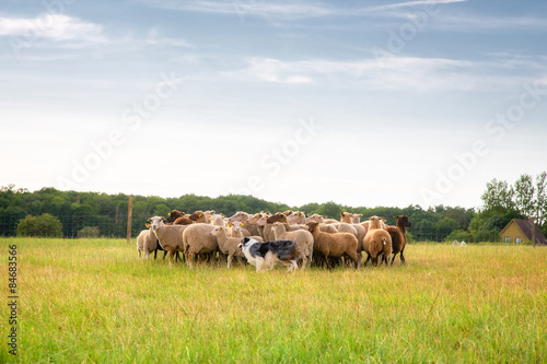 Fototapeta Naklejka Na Ścianę i Meble -  Border collie and flock of sheep