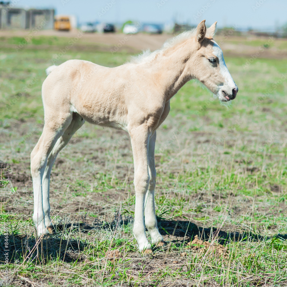 Little white foal Little white foal