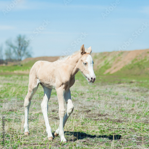 Little white foal