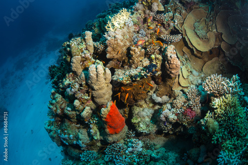 Fototapeta Naklejka Na Ścianę i Meble -  Tropical fish