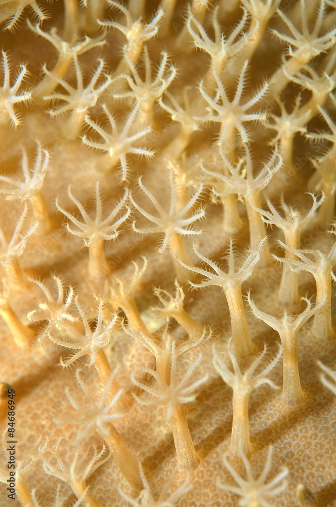 Obraz premium texture coral reef