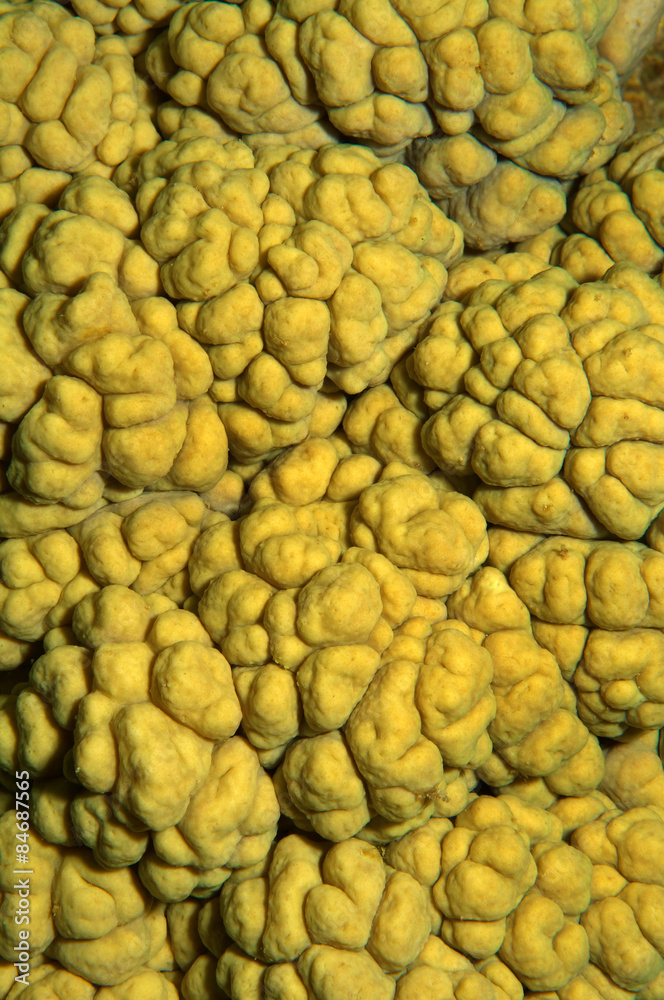 Obraz premium texture coral reef