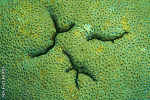 texture coral reef © Andriy Nekrasov