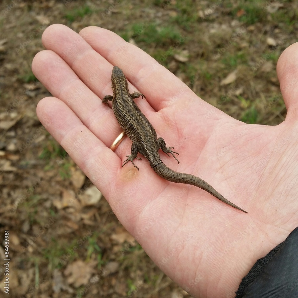 Fototapeta premium Lizard on the male hand
