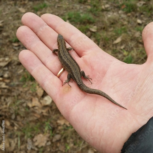 Lizard on the male hand