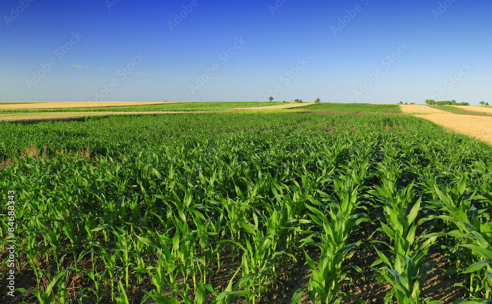 Corn Field Corn Field