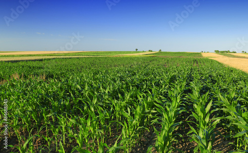 Corn Field