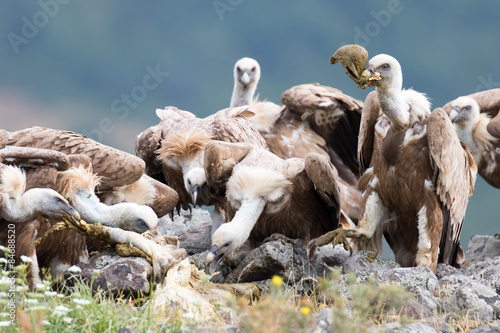 Eurasian Griffon  Gyps fulvus