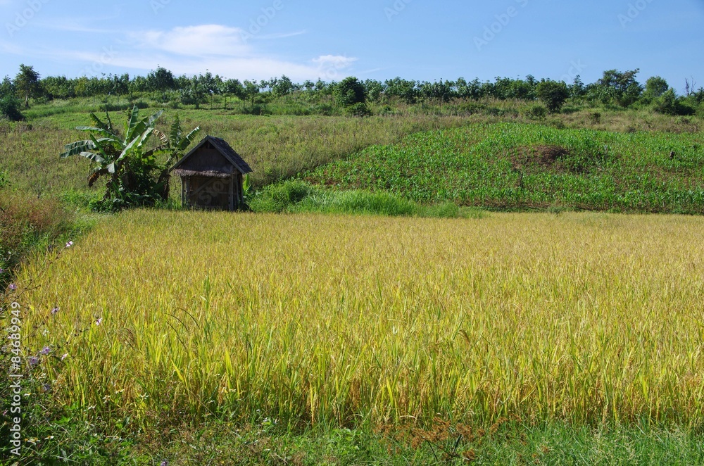 Obraz premium Rizière au Laos
