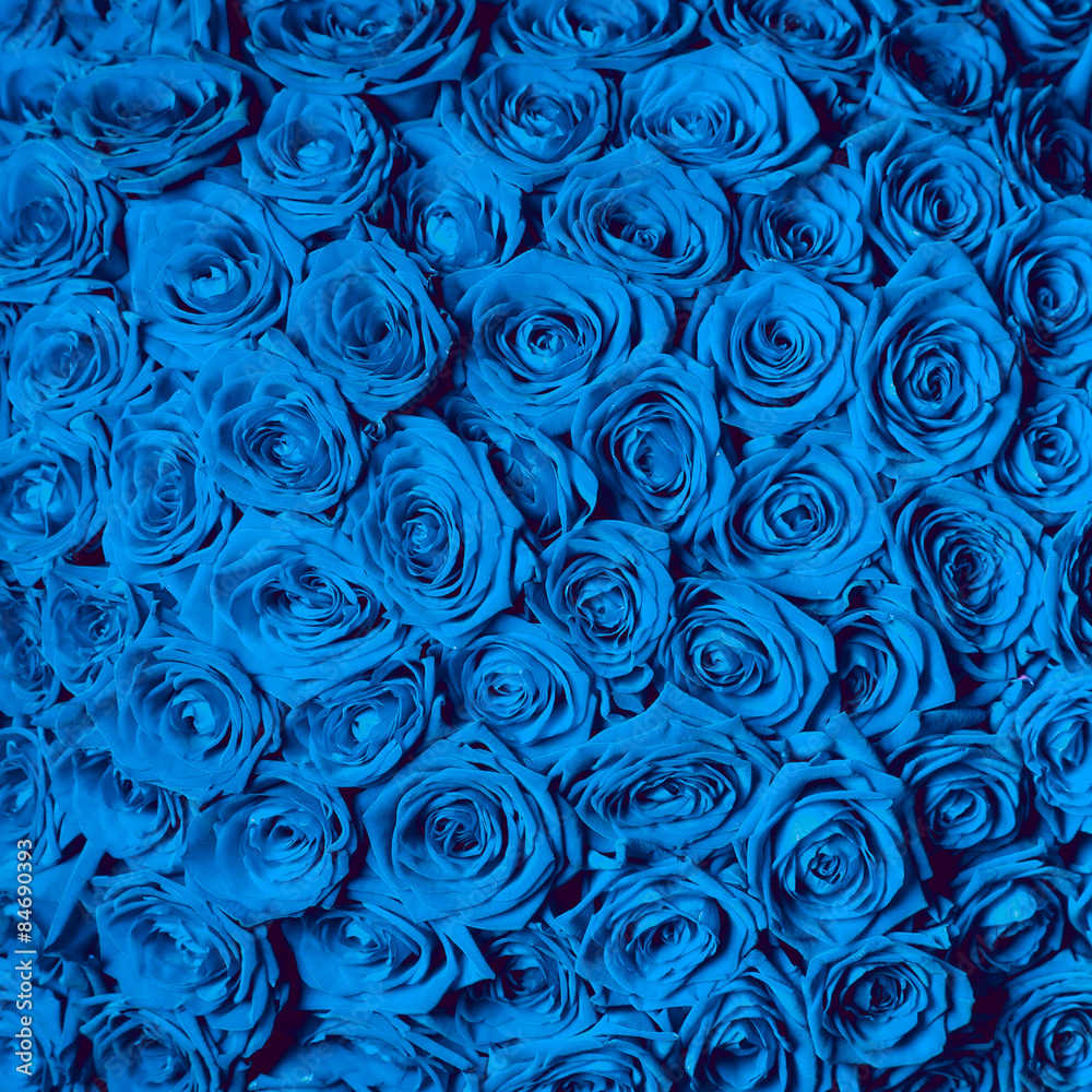 Fototapeta beautiful blue roses