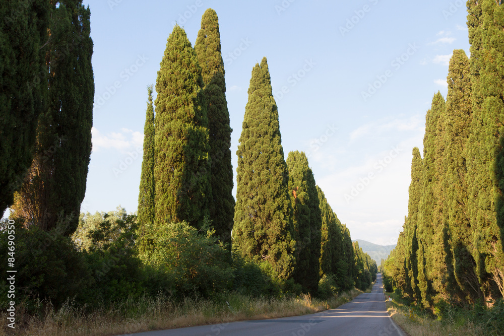 Foto Stock cipressi di Bolgheri | Adobe Stock