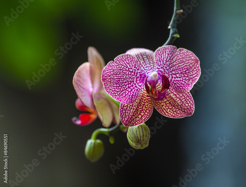 Fototapeta Naklejka Na Ścianę i Meble -  Orchid in the rainforest