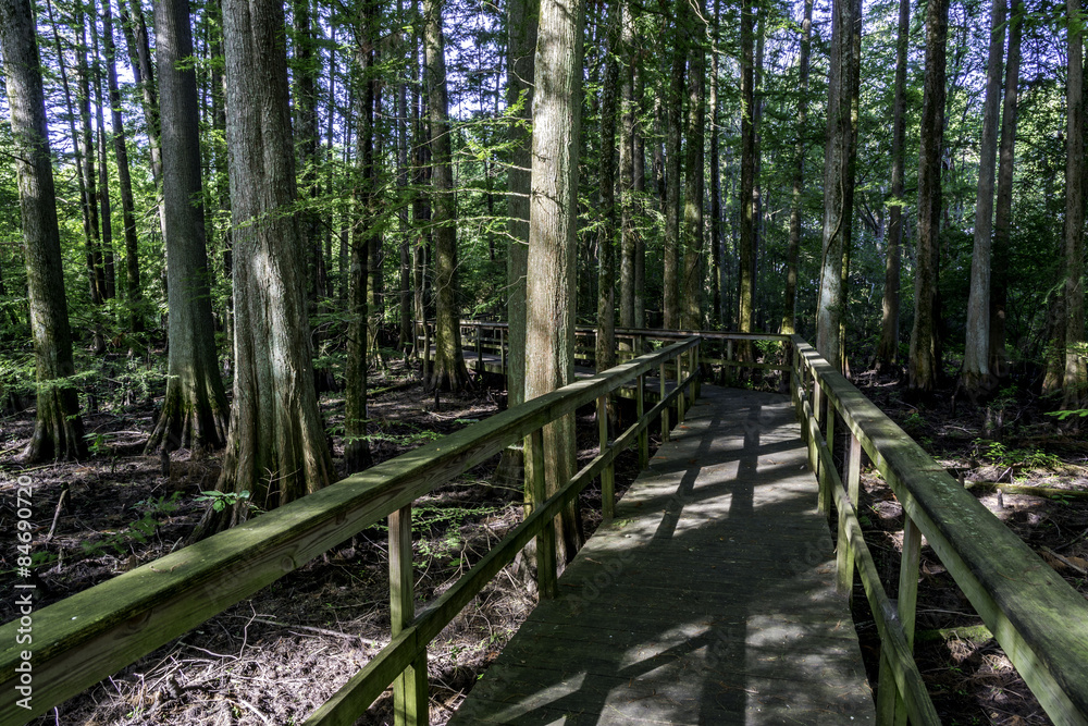 Obraz premium Wooden path leads throug a forest in Alabama
