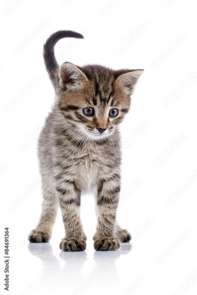 Striped small kitten.