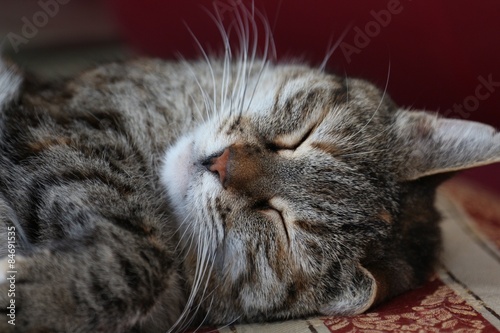 Il sonno di un gatto photo