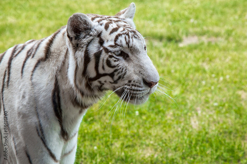 Biały tygrys bengalski