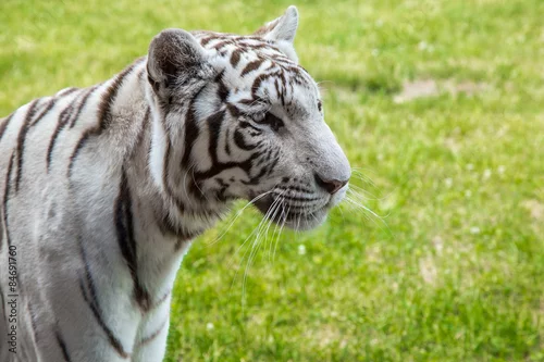 Obraz Biały tygrys bengalski