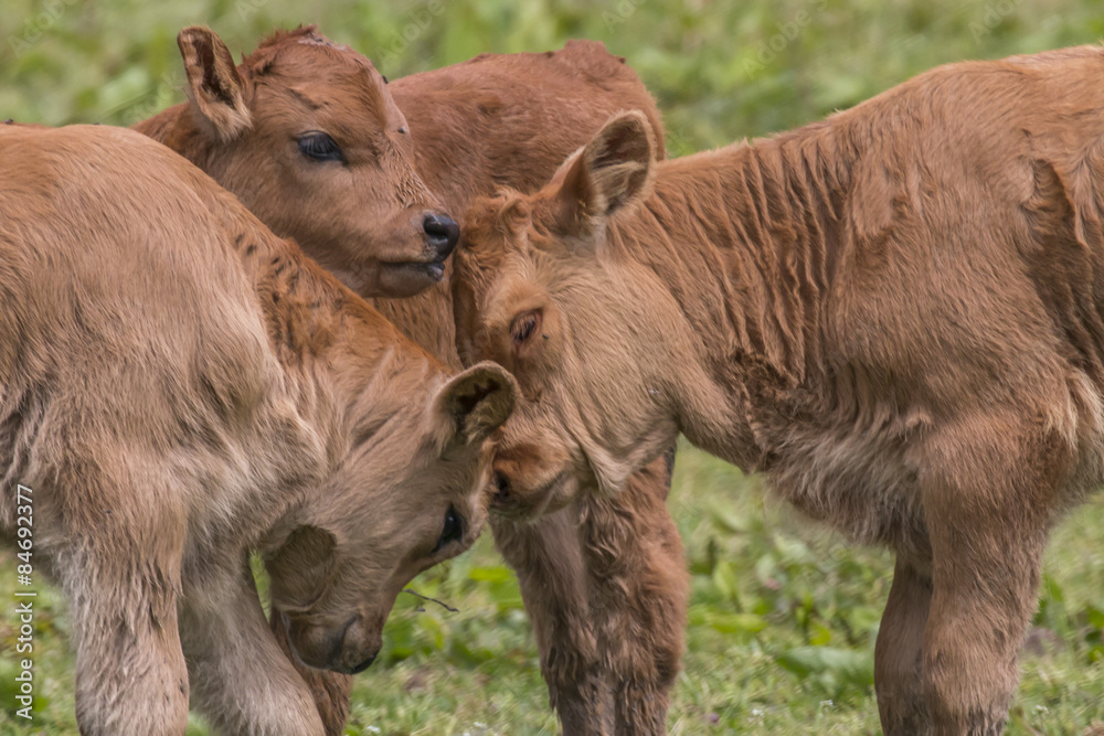 Fototapeta premium Heckrind
