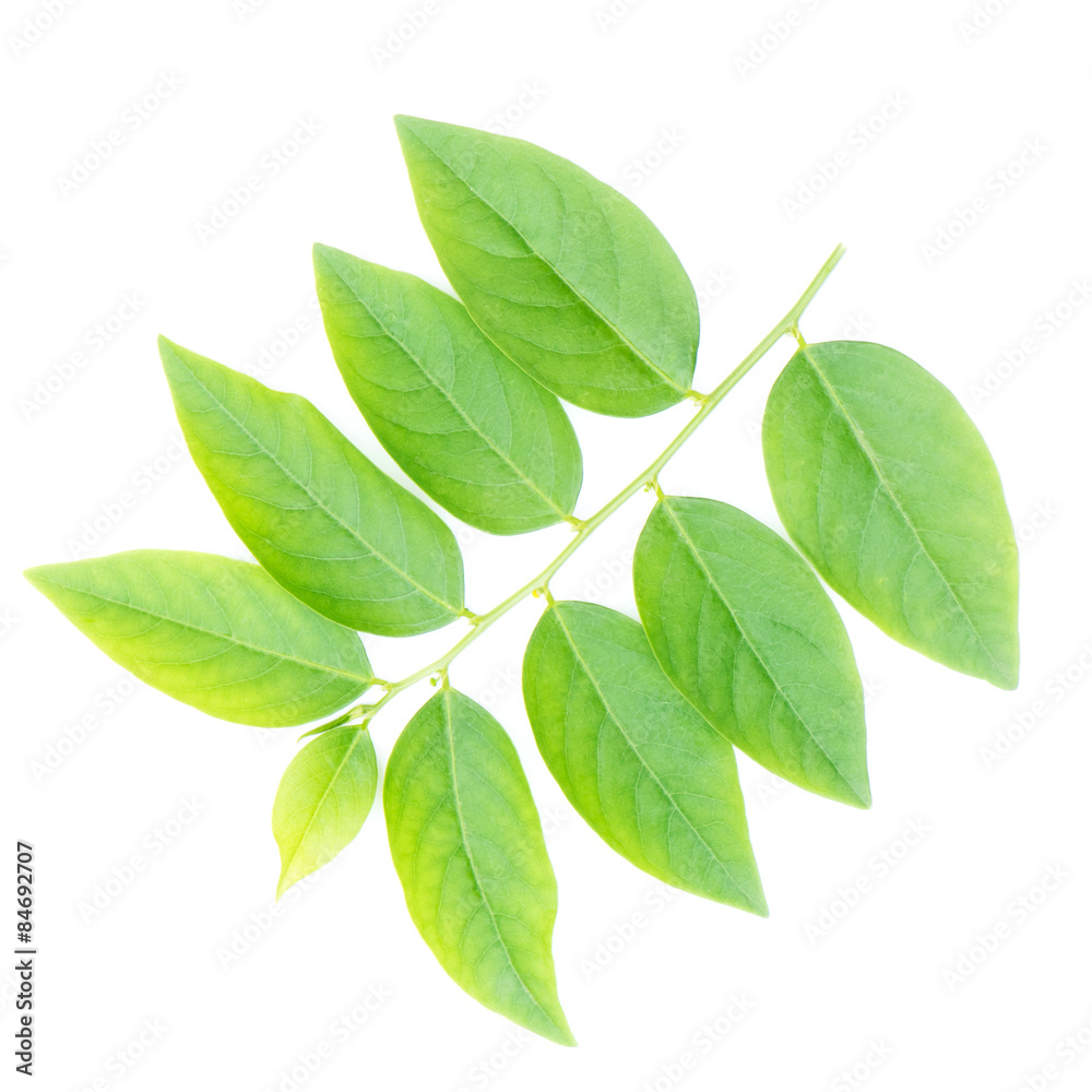 Gooseberry leaves isolated on white background Gooseberry leaves isolated on white background