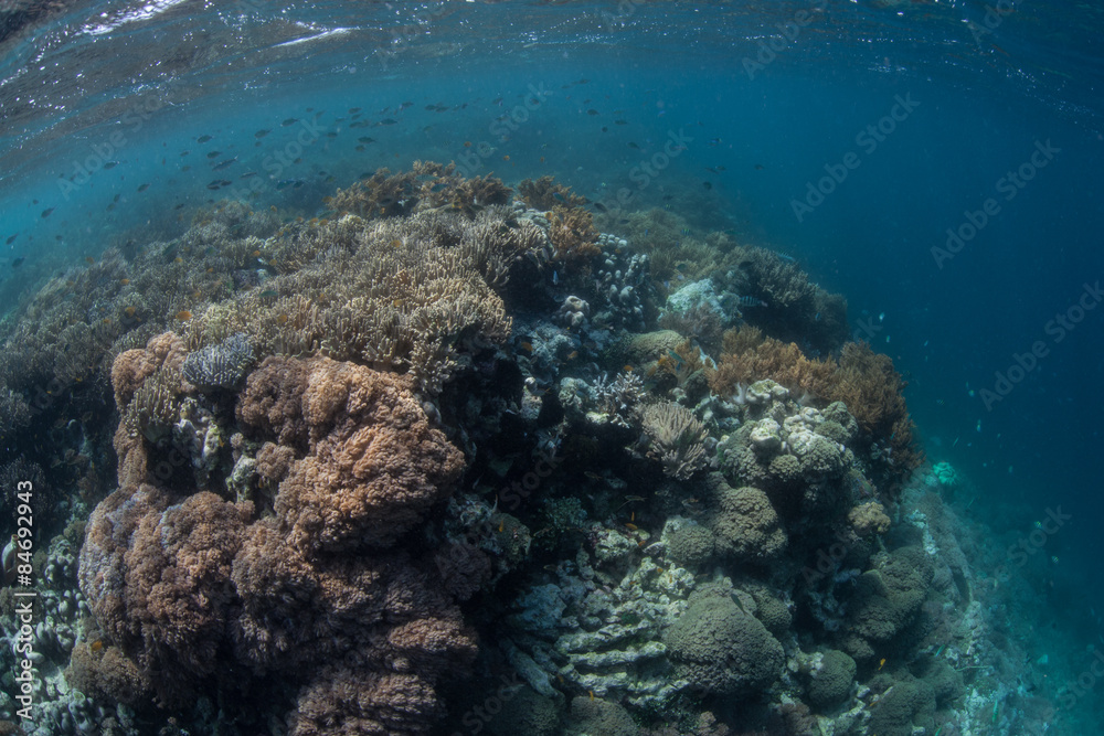 Edge of Pacific Coral Reef