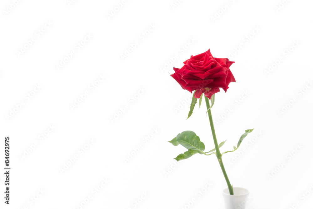red rose red rose