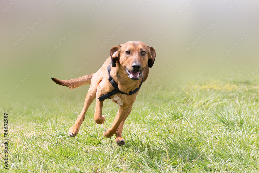 Happy hunt dog running at a park.
