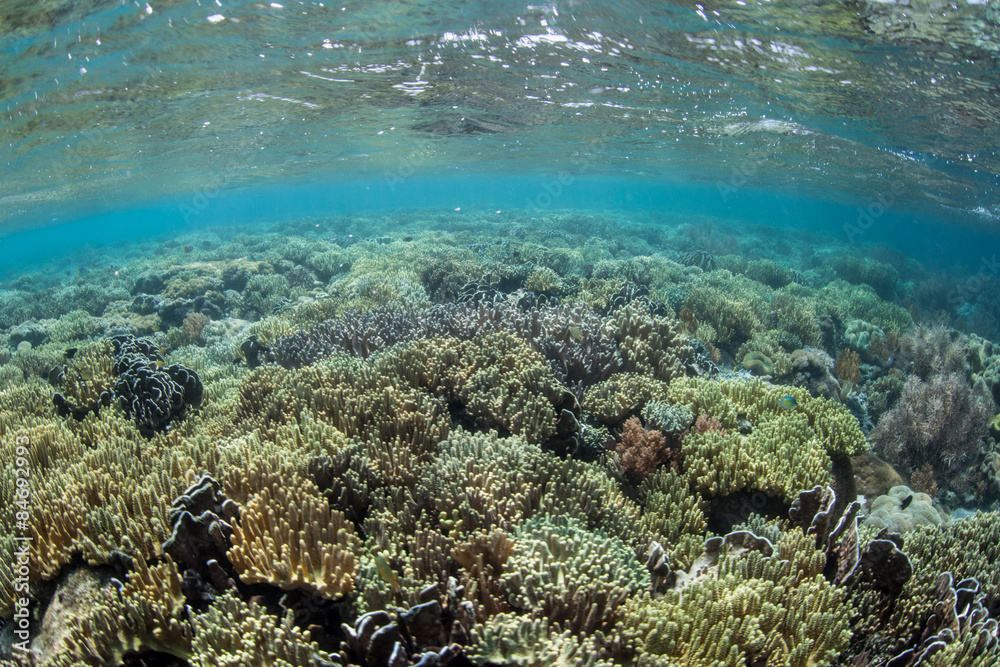 Coral Reef in Shallow Water