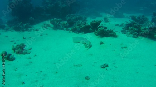  thornback guitarfish (Platyrhinoidis triseriata) Red sea  photo