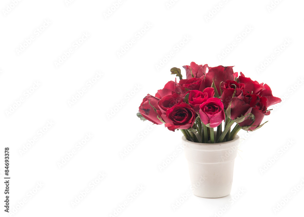 Obraz premium red rose
