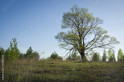 The big lonely oak tree