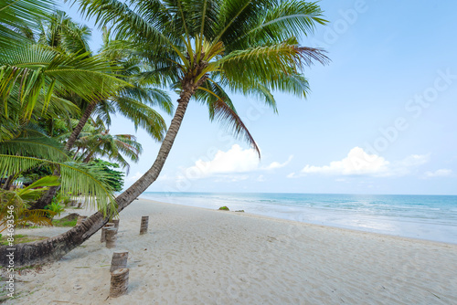 Coconut palm tree at the beautiful beach