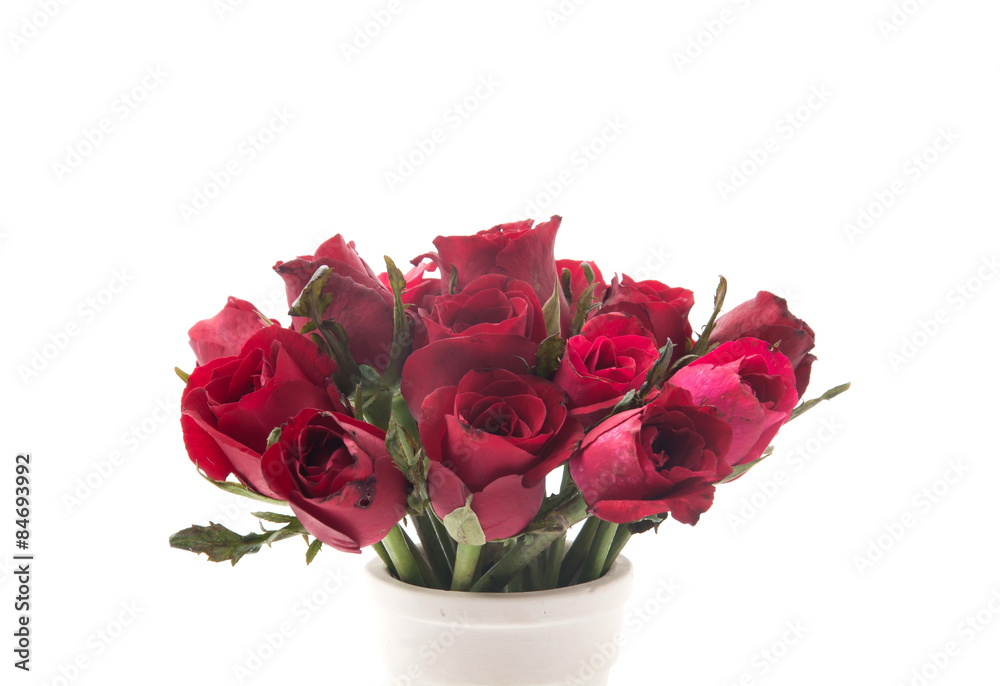 red rose red rose