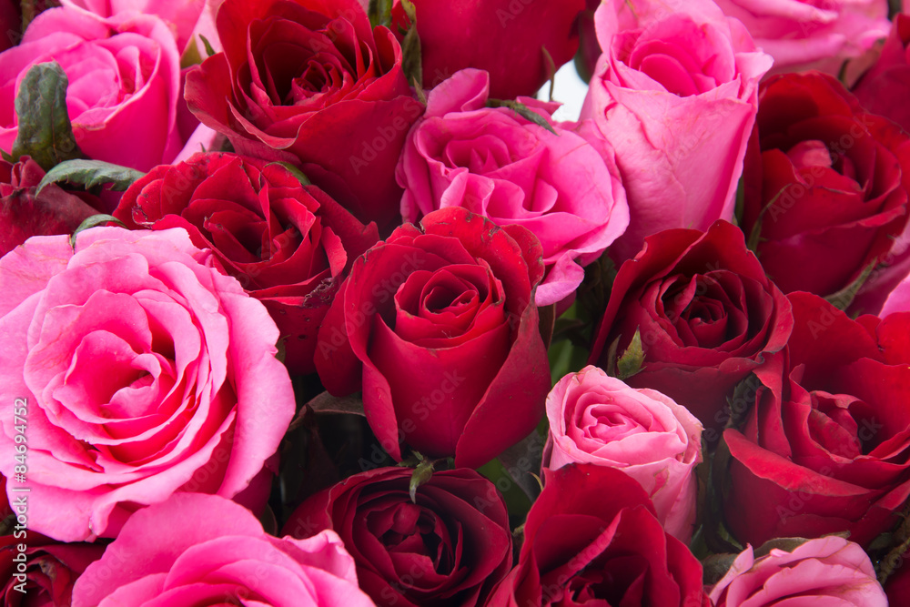 Fototapeta premium pink and red rose