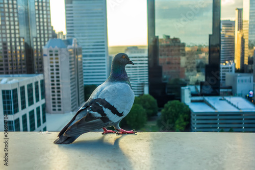pigeon bird with city skyline in background