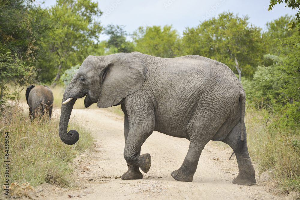 Fototapeta premium Fröhlicher Elefant quert den Weg