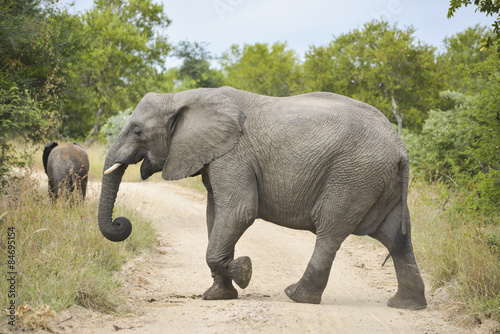 Fr  hlicher Elefant quert den Weg