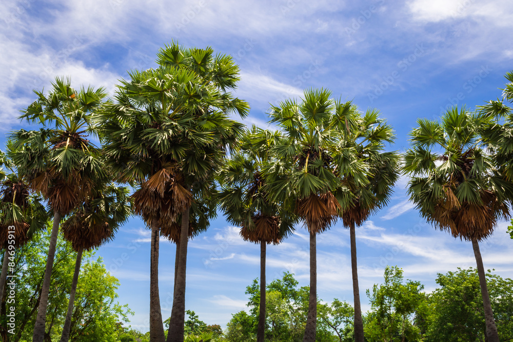 Obraz premium sugar palm trees