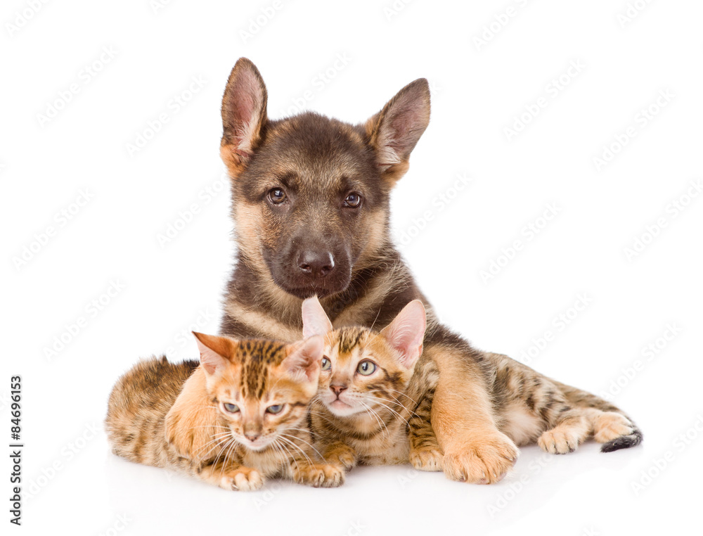 cute puppy embracing two little kittens. isolated on white backg cute puppy embracing two little kittens. isolated on white backg