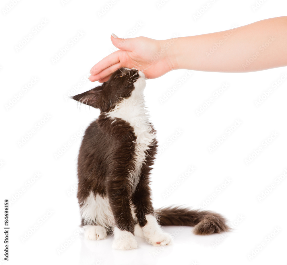 Fototapeta premium female hand patting cat. isolated on white background