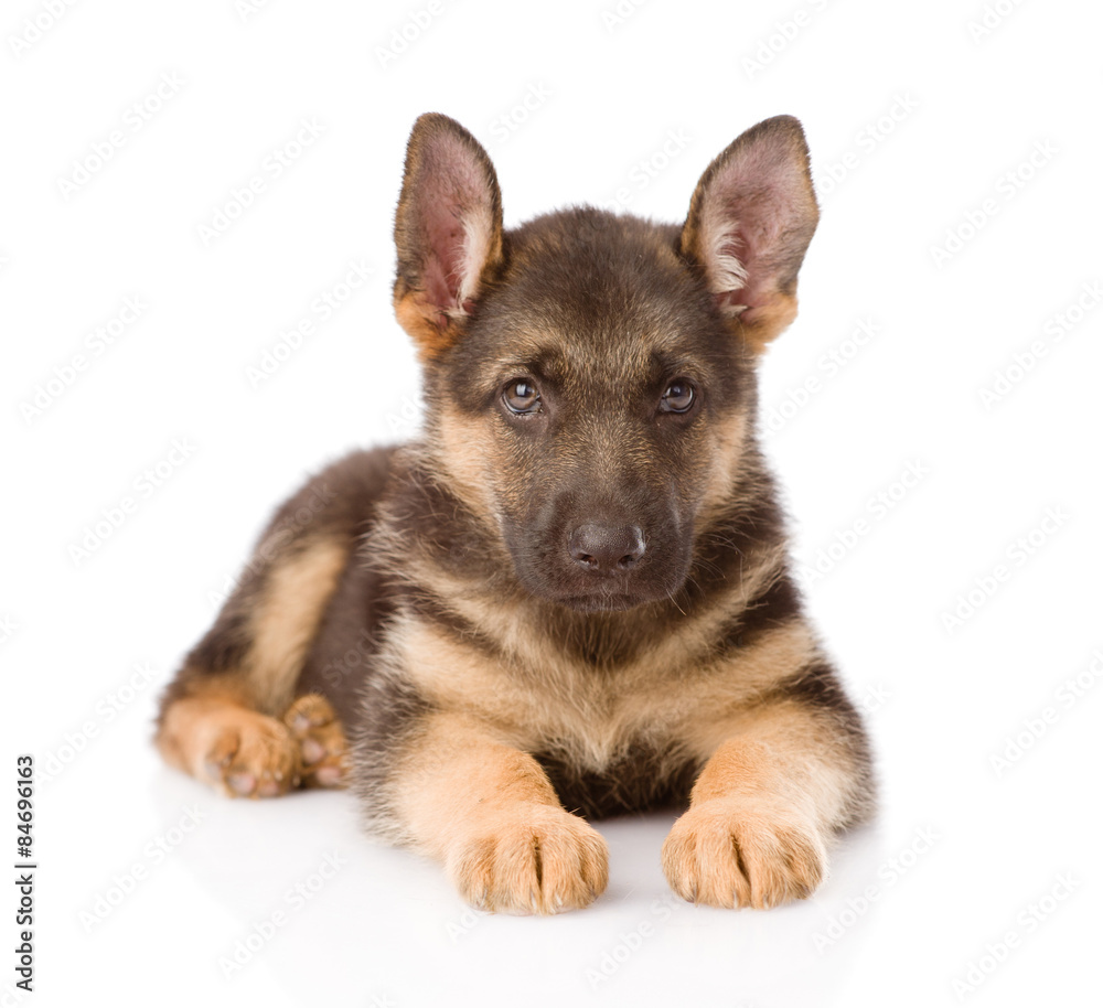 German Shepherd puppy lying in front. isolated on white backgrou