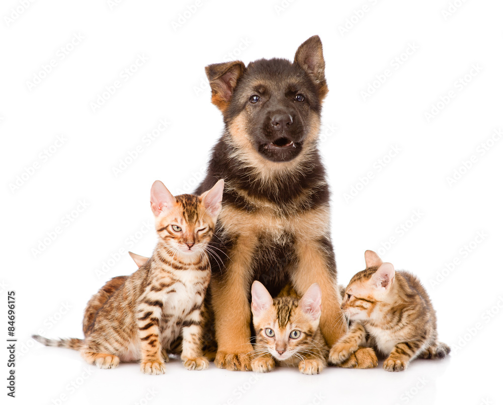 german shepherd puppy and bengal kittens looking at camera. isol