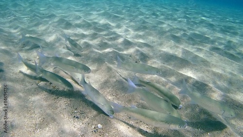 Fringelip mullet (Crenimugil crenilabis) It feeds on the sand  photo