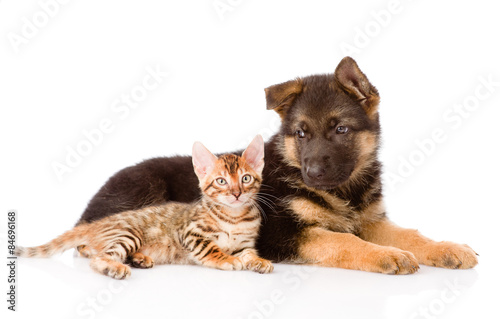 bengal kitten lying with german shepherd puppy dog. isolated on © Ermolaev Alexandr