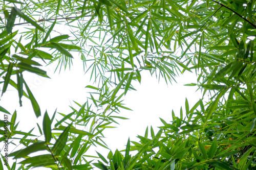 bamboo leaves on white background