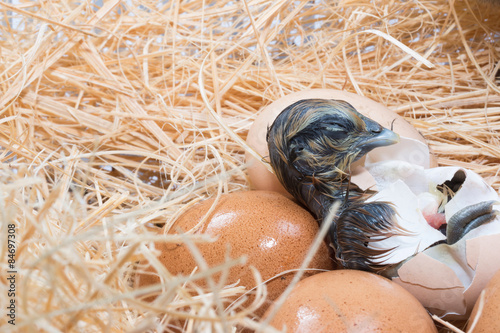 Canvas-taulu Helpless little chick still wet after hatching