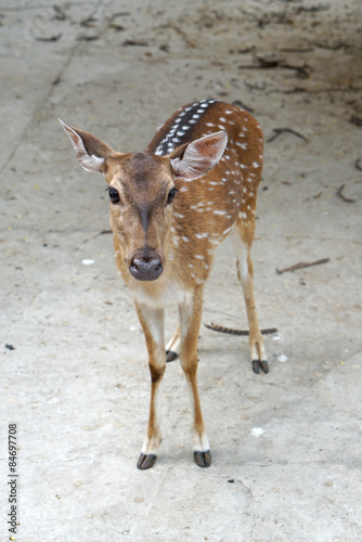Fotografie Female chital deer