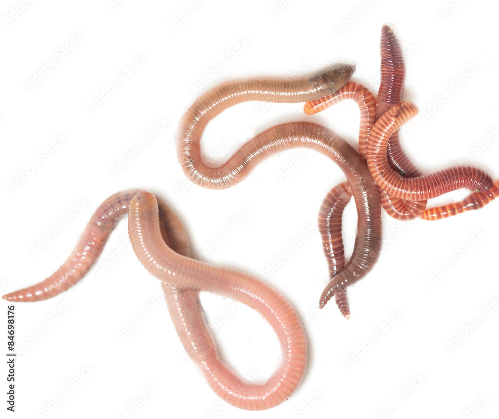 worm on a white background worm on a white background