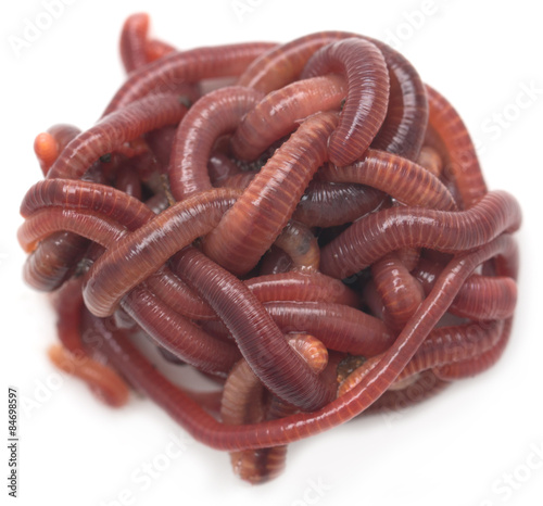 red worm on a white background