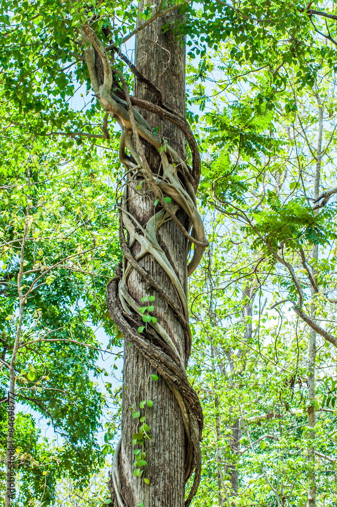 Fototapeta premium Vines wrapped around trees